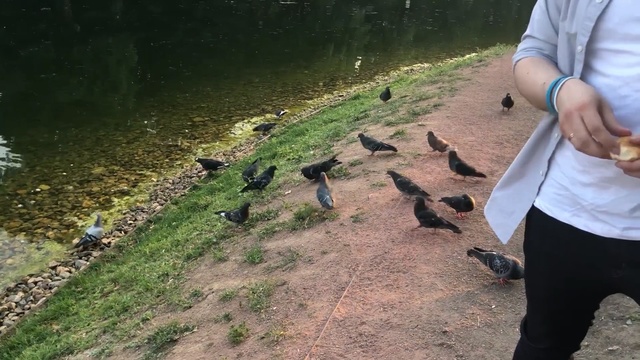 Video Reference: Pond, Watercourse, Duck, Water bird