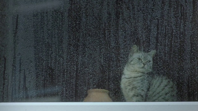 Video Reference: Cat, Felidae, Small to medium-sized cats, Whiskers, Domestic short-haired cat, British shorthair, European shorthair, Carnivore, Tail, Tabby cat