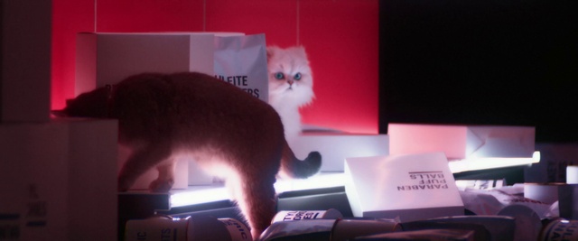 Video Reference: Cat, Small to medium-sized cats, Felidae, Whiskers, Kitten, Carnivore, Persian, Display device, Technology, Electronic device