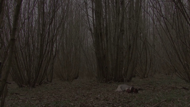 Video Reference: ecosystem, forest, tree, wood, woodland, darkness, biome, trunk, grass, screenshot