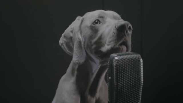 Video Reference: dog like mammal, black, weimaraner, dog breed, dog, mammal, vertebrate, snout, black and white, great dane