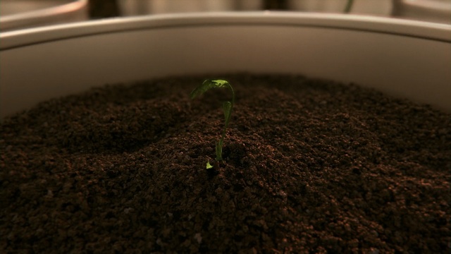 Video Reference: Soil, Plant