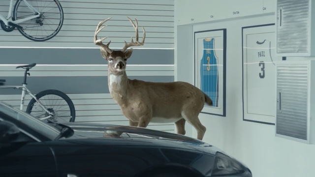 Video Reference: Deer, Horn, Reindeer, Antler, Wildlife, White-tailed deer, Antelope, Vehicle, Fawn, Car