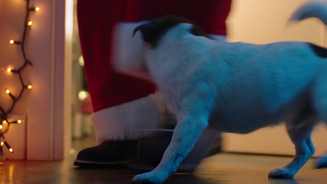 Video Reference: Mammal, Vertebrate, Canidae, Blue, Dog, Dog breed, Carnivore, Cobalt blue, Sporting Group