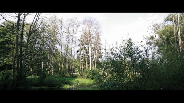 Video Reference: Tree, Natural landscape, Nature, Natural environment, Forest, Woodland, Vegetation, Green, Nature reserve, Sky