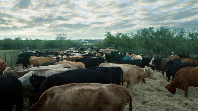 Video Reference: Bovine, Herd, Pasture, Grazing, Livestock, Cow-goat family, Rural area, Landscape, Ranch, Sky