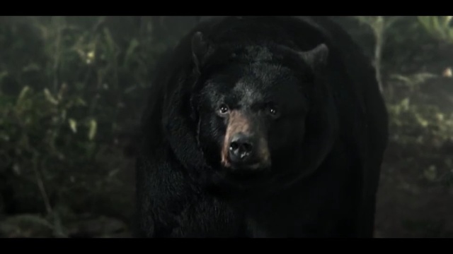 Video Reference: black, grizzly bear, american black bear, bear, mammal, brown bear, terrestrial animal, wildlife, organism, carnivoran