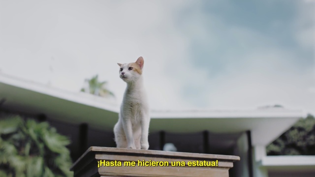 Video Reference: cat, mammal, small to medium sized cats, cat like mammal, fauna, whiskers, aegean cat, window, kitten
