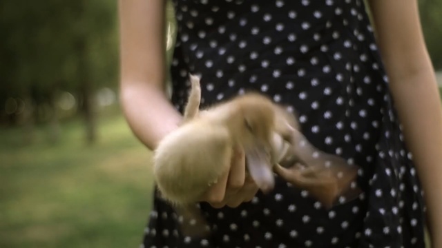 Video Reference: Design, Arm, Blond, Pattern, Hand, Fawn, Grass, Photography, Wildlife