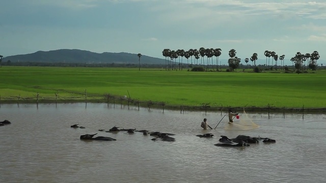 Video Reference: water, sky, wetland, grass, tree, river, bank, landscape, grassland, marsh