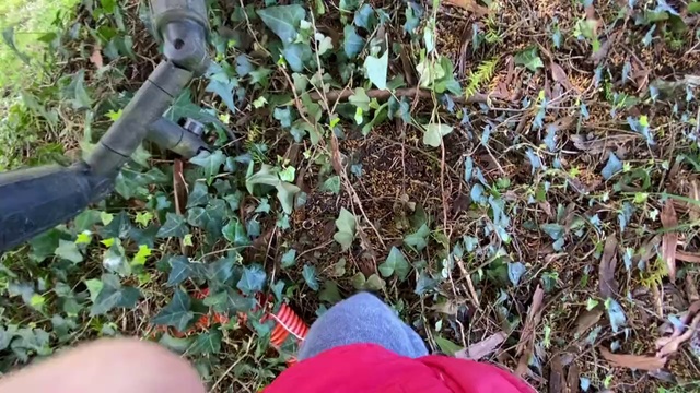 Video Reference: Plant, Adaptation, Soil, Grass, Flower, Groundcover, Herb