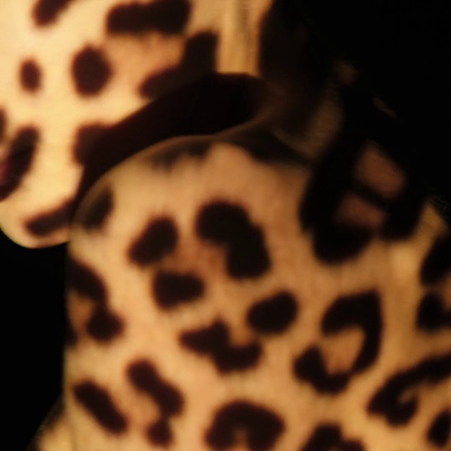 Video Reference: Pattern, Design, Close-up, Whiskers, Photography, Fur, Non-sporting group, Polka dot, Animal, Giraffe, Close, Looking, Black, Mouth, Sitting, Standing, Head, Eating, Cat, White, Mammal