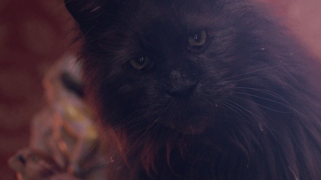 Video Reference: Cat, Black cat, Felidae, Black, Whiskers, Small to medium-sized cats, Eye, Nose, Snout, Carnivore