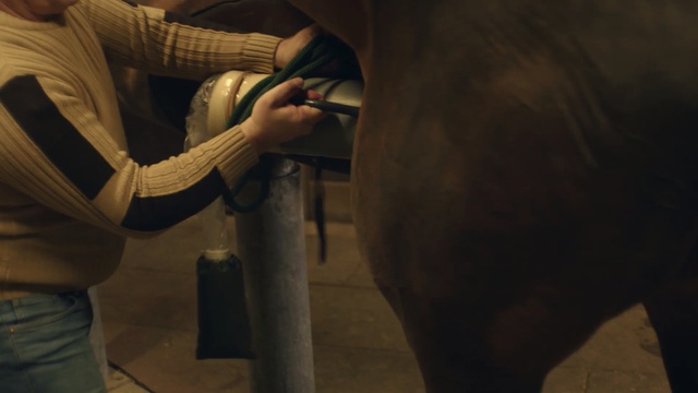 Video Reference: Horse, Horse supplies, Horse tack, Horse grooming, Hand