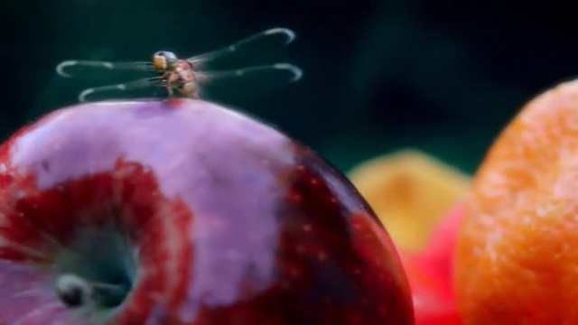 Video Reference: Fruit, Macro photography, Apple, Organism, Plant, Photography, Insect, Still life photography, Vegetarian food, Invertebrate