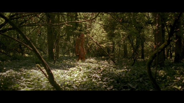 Video Reference: forest, woodland, vegetation, nature, ecosystem, old growth forest, wilderness, nature reserve, tree, jungle