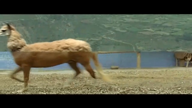 Video Reference: mammal, fauna, camel like mammal, llama, vicuña, alpaca, guanaco, livestock, mustang horse, goats, Person