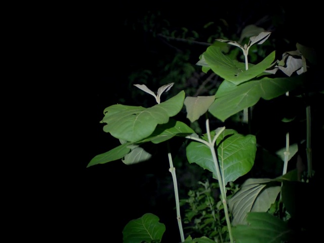 Video Reference: Leaf, Flower, Green, Plant, Flowering plant, Plant stem, Piper auritum