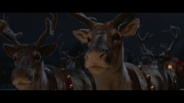 Video Reference: Mammal, Vertebrate, Wildlife, Deer, Reindeer, Antler, Horn, White-tailed deer, Snout, Organism