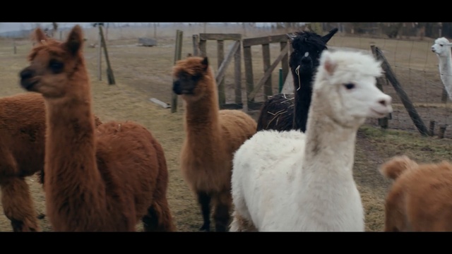 Video Reference: Mammal, Vertebrate, Llama, Alpaca, Camelid, Herd, Terrestrial animal, Vicuña, Adaptation, Guanaco, Person