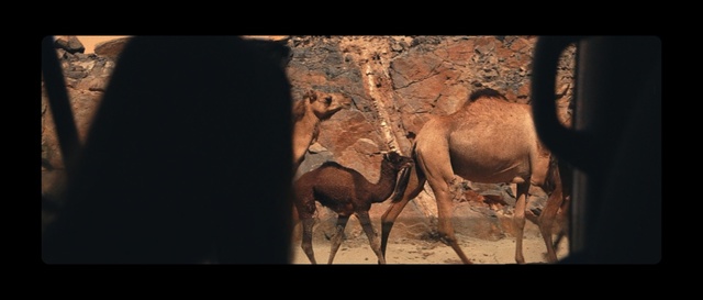 Video Reference: Camel, Arabian camel, Camelid, Wildlife, Terrestrial animal, Adaptation, Landscape, Herd, Organism, Livestock
