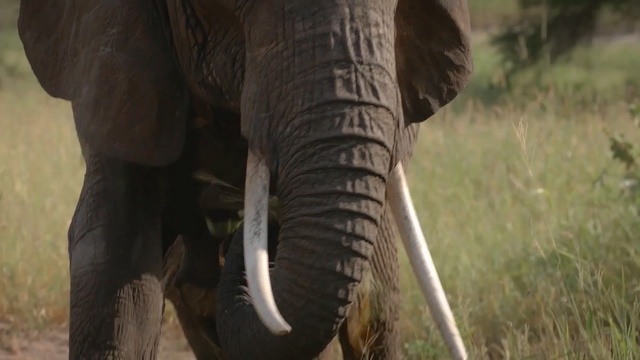Video Reference: elephants and mammoths, elephant, indian elephant, terrestrial animal, mammal, wildlife, african elephant, tusk, safari, horn