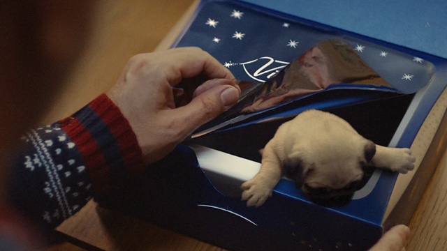 Video Reference: dog, mammal, dog like mammal, vertebrate, snout, hand, finger, carnivoran, puppy, pug