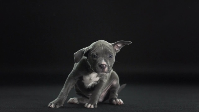 Video Reference: dog like mammal, dog breed, dog, mammal, snout, carnivoran, american pit bull terrier, puppy, pit bull