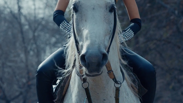 Video Reference: horse, vertebrate, horse like mammal, tree, mane, stallion, bridle, adventure, horse tack, girl