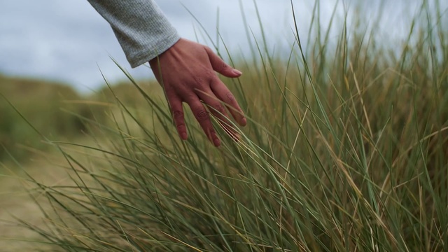Video Reference: Grass, Plant, Grass family, Hand, Chrysopogon zizanioides, Prairie, Phragmites, Poales, Grassland, Flowering plant