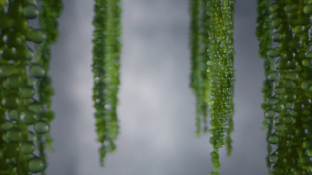Video Reference: Green, Vegetation, Terrestrial plant, Plant stem, Plant, Leaf, Botany, Organism, Flower, Vascular plant