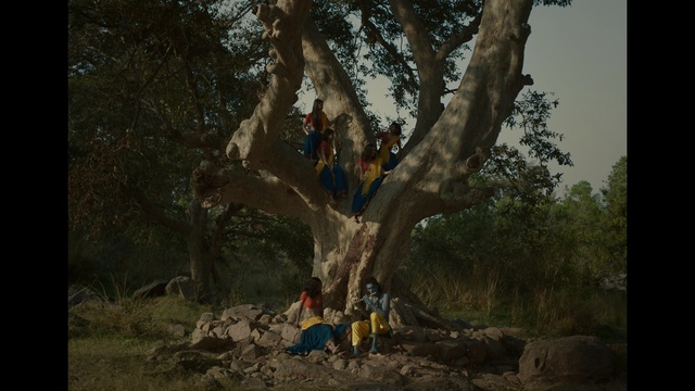 Video Reference: Tree, Nature, Wilderness, Woody plant, Adventure, Biome, Organism, Plant, Trunk, Forest