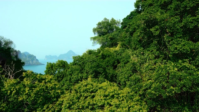 Video Reference: Vegetation, Nature, Natural landscape, Nature reserve, Green, Jungle, Tropical and subtropical coniferous forests, Natural environment, Forest, Hill station