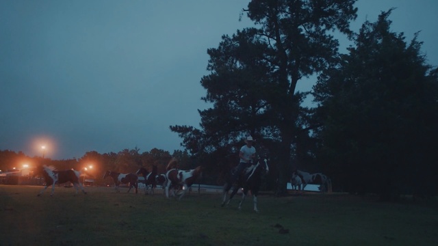Video Reference: sky, tree, night, light, atmosphere, evening, morning, darkness, dawn, plant