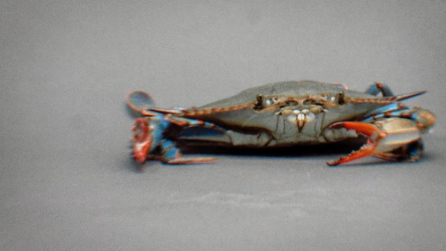 Video Reference: crab, decapoda, seafood, crustacean, dungeness crab, invertebrate, animal source foods, chesapeake blue crab, freshwater crab, crayfish