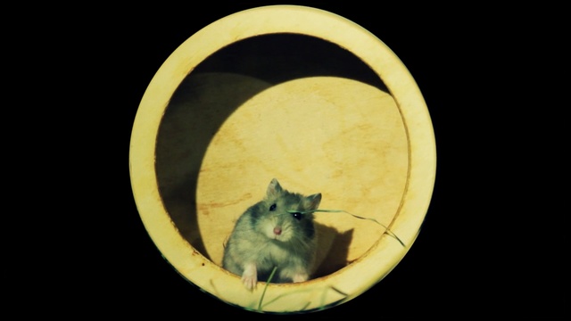 Video Reference: circle, still life photography