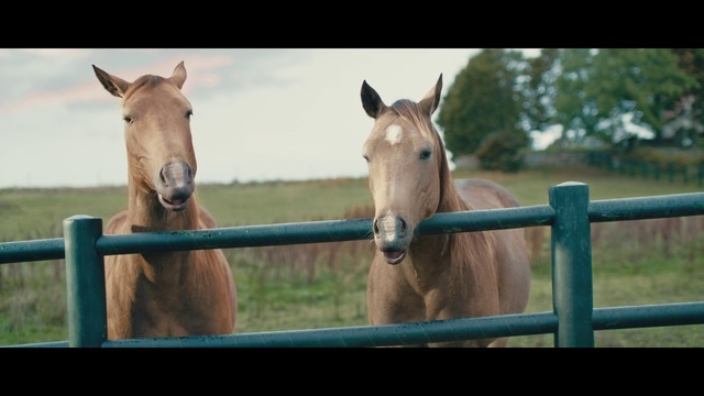 Video Reference: Horse, Mammal, Vertebrate, Mane, Mare, Snout, Stallion, Fence, Pasture, Colt