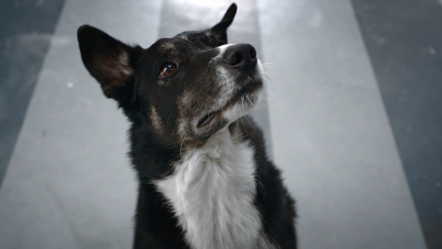 Video Reference: Mammal, Vertebrate, Dog breed, Dog, Canidae, Karelian bear dog, Carnivore, Snout, Mcnab, Border collie