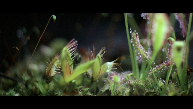 Video Reference: Nature, Vegetation, Carnivorous plant, Terrestrial plant, Plant, Grass, Organism, Grass family, Botany, Leaf