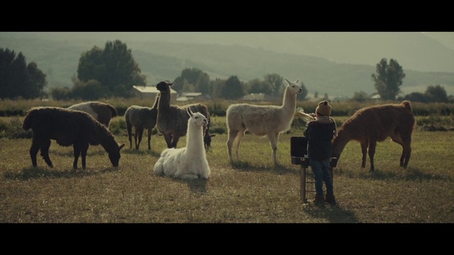 Video Reference: Herd, Vertebrate, Mammal, Pasture, Herding, Grassland, Llama, Alpaca, Grazing, Livestock