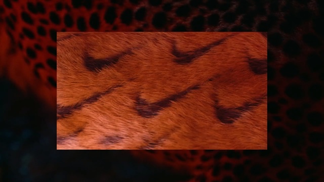 Video Reference: Wood, Pattern, Wood stain, Fur