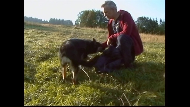 Video Reference: Mammal, Dog, Vertebrate, Canidae, Dog breed, Carnivore, German shepherd dog, Pasture, Grass, Working dog