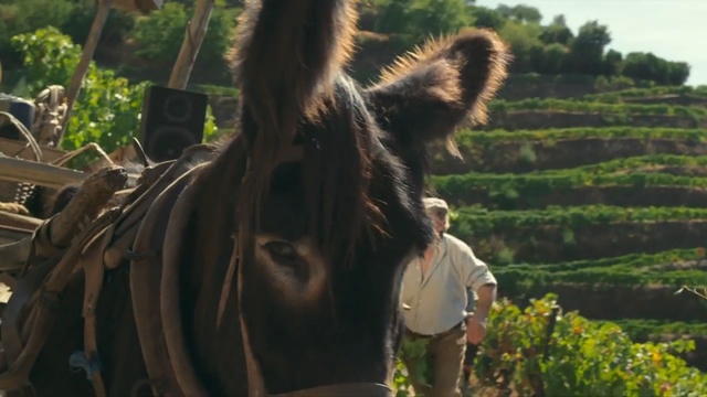 Video Reference: Hair, Horse, Mane, Working animal, Terrestrial animal, Wildlife, Burro, Pack animal, Tree, Adaptation, Person