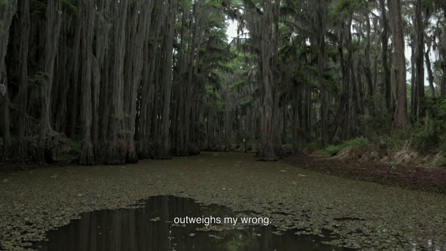 Video Reference: Tree, Natural environment, Nature, Forest, Nature reserve, Old-growth forest, Woodland, Vegetation, Jungle, Biome