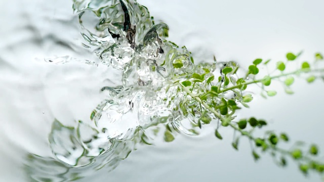 Video Reference: Water, Green, Leaf, Transparent material, Plant, Freezing, Ice, Liquid, Reflection, Glass