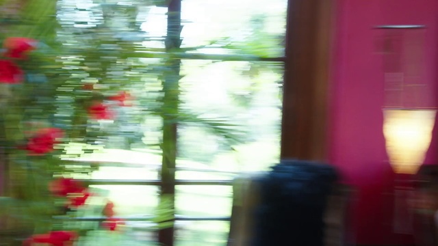 Video Reference: Red, Green, Light, Flower, Plant, Tree, Leaf, Window, Sunlight, Room