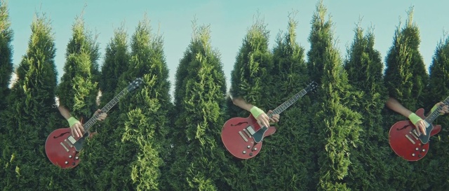 Video Reference: Tree, thuya, Woody plant, Plant, Forest, Grass, Branch, Shrub, Conifer, Red juniper