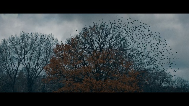 Video Reference: Sky, Nature, Tree, Flock, Branch, Atmospheric phenomenon, Natural landscape, Atmosphere, Woody plant, Morning
