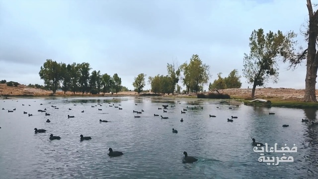 Video Reference: water, lake, tree, water bird, reservoir, wetland, water resources, sky, pond, bird