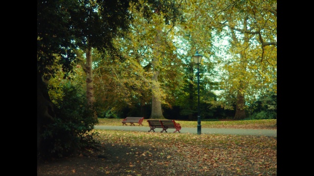Video Reference: Tree, Nature, Leaf, Natural landscape, Sunlight, Photograph, Woodland, Green, Light, Morning
